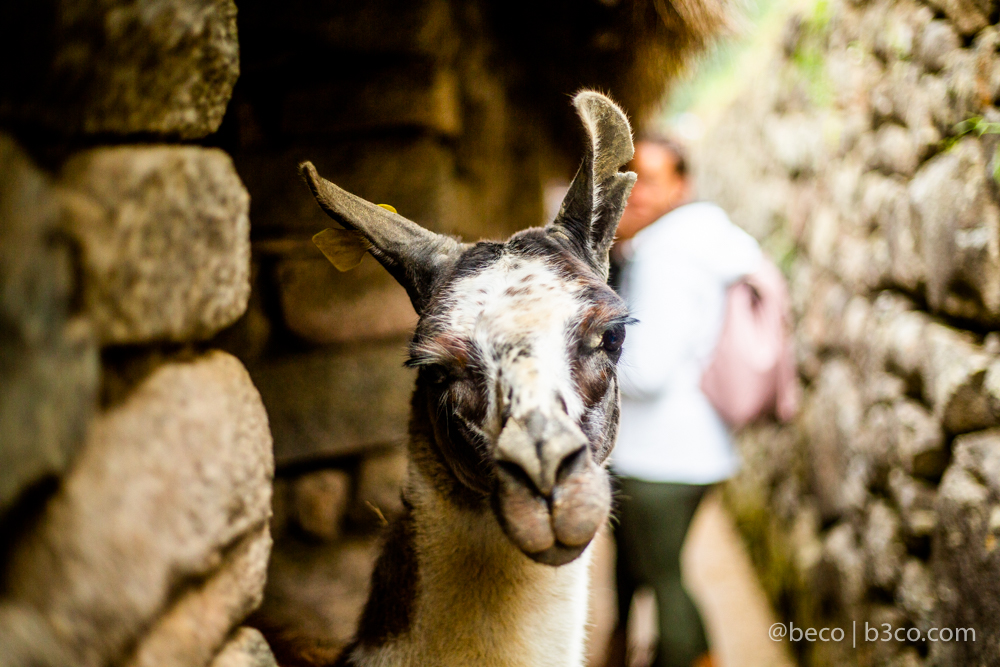 Una llama, habitante de Machu Picchu